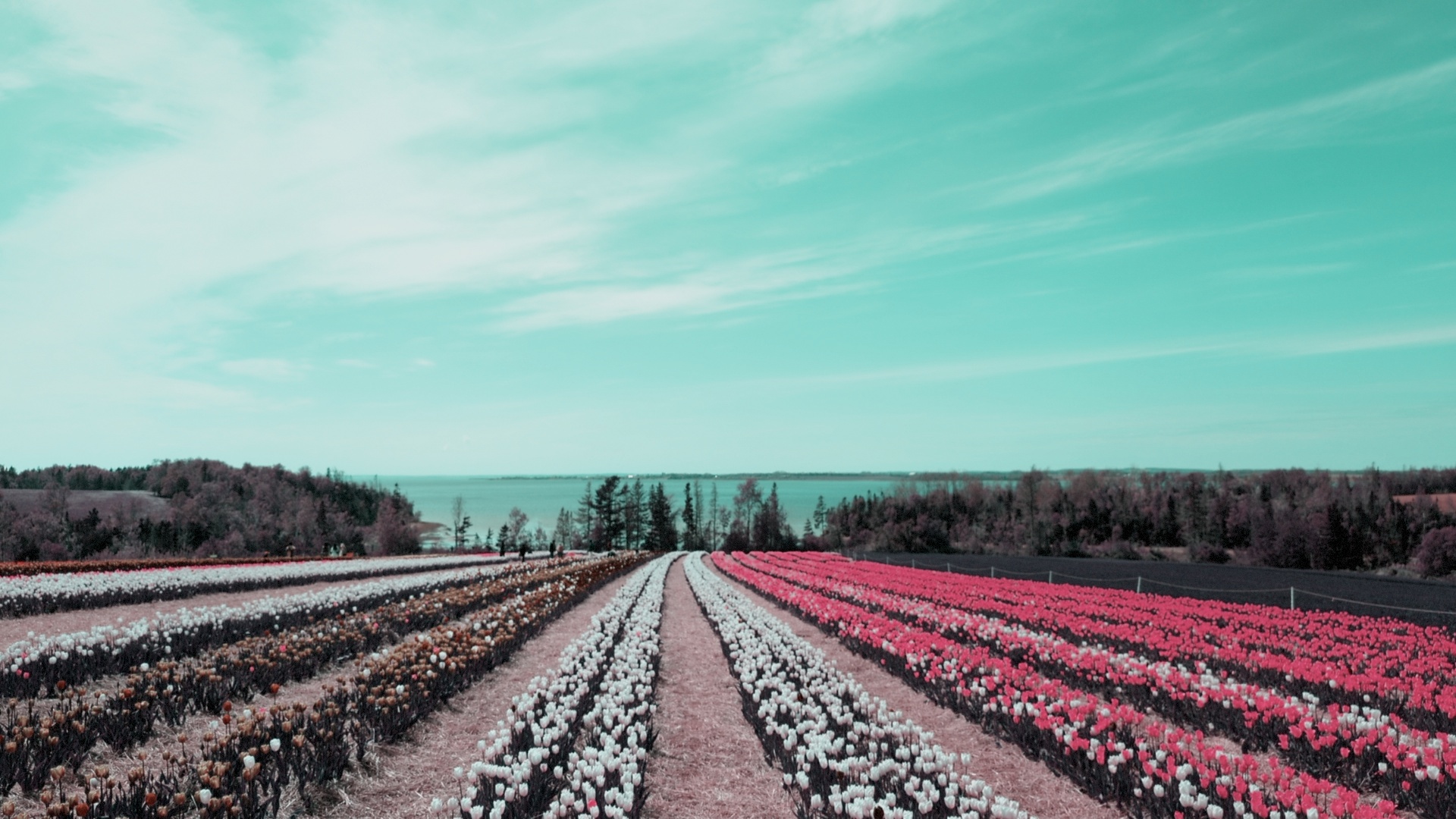 Tulip field simulation taken with Apperture